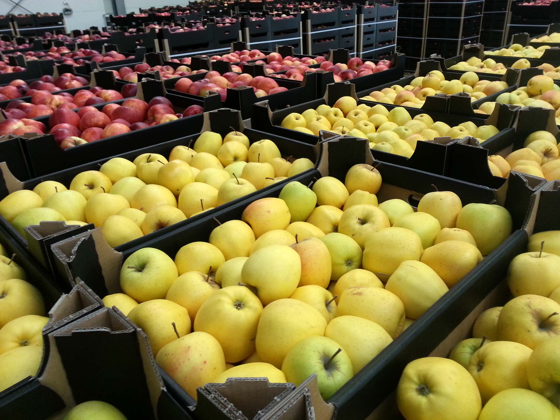 Polen Äpfel Gruppe von Obst- und Gemüseherstellern Polen 