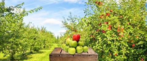 Polen Äpfel Gruppe von Obst- und Gemüseherstellern Polen 