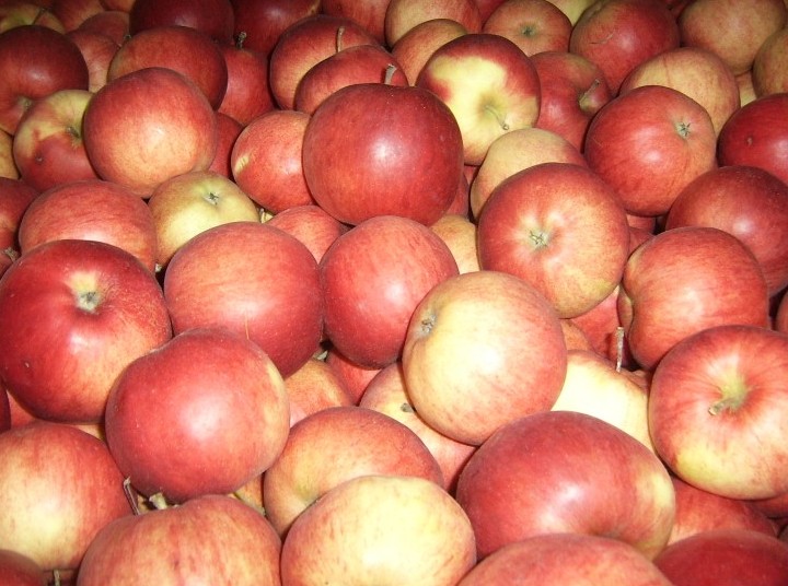 polish apples - producers of fruits and vegetables Poland