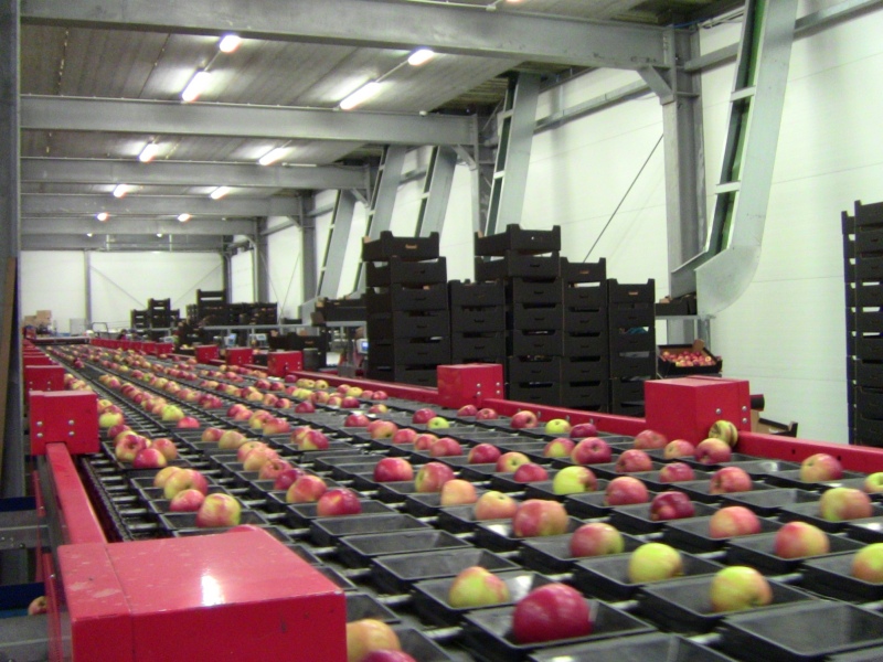 polish apples - producers of fruits and vegetables Poland