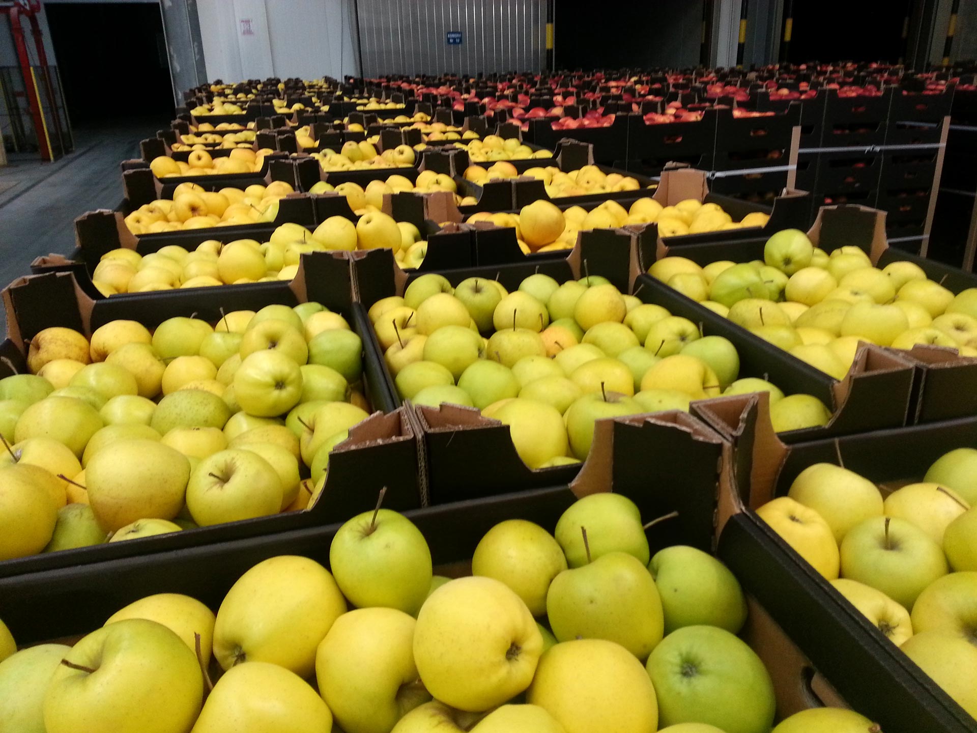 Polen Äpfel Gruppe von Obst- und Gemüseherstellern Polen 